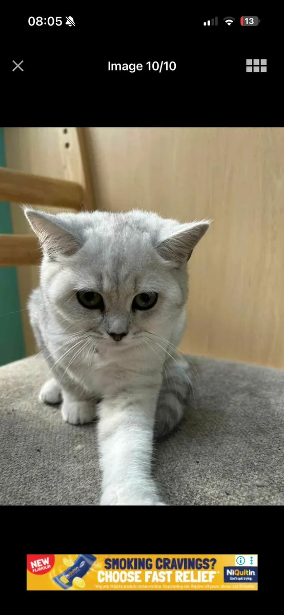 British shorthair kittens - Image 3