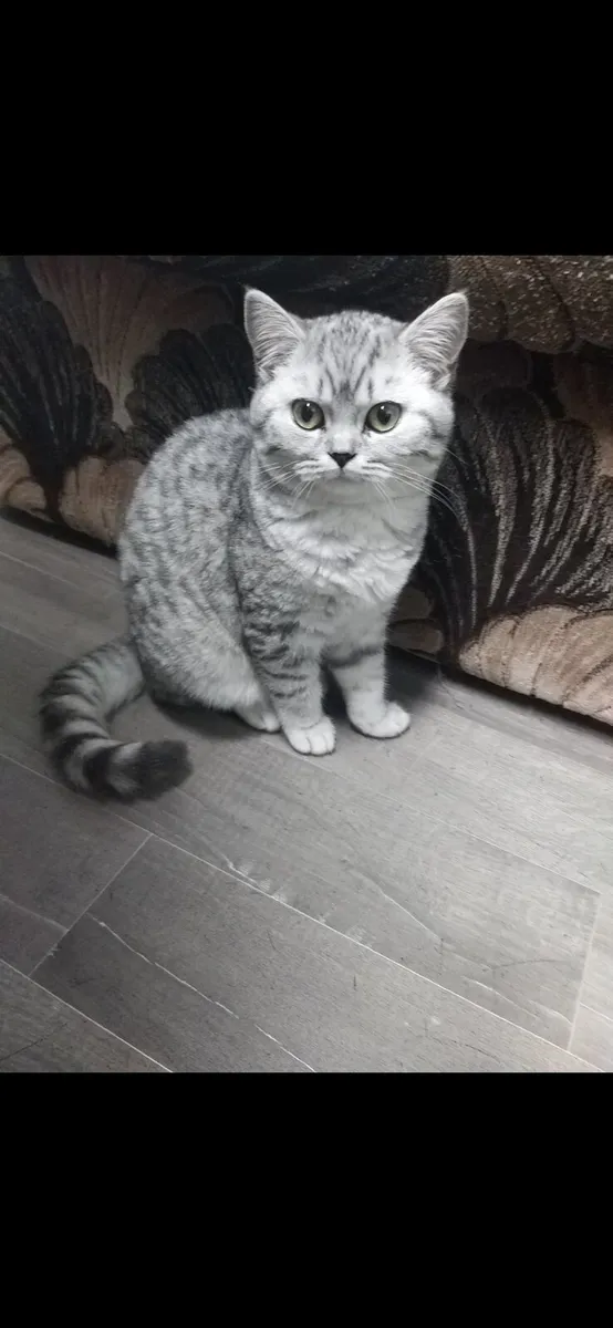 British shorthair kittens - Image 1