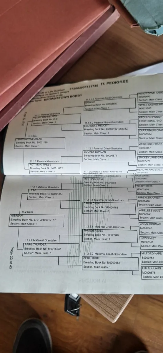 Connemara Pony Foal - Image 1