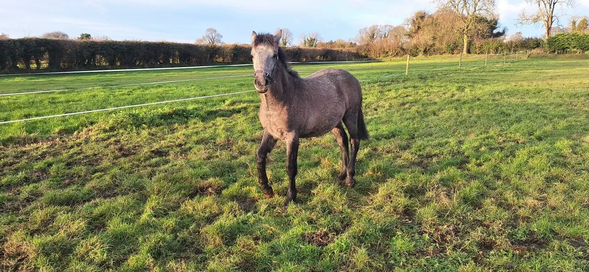 Connemara Pony Foal - Image 2