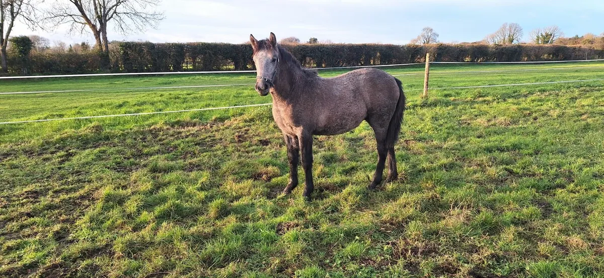 Connemara Pony Foal - Image 3
