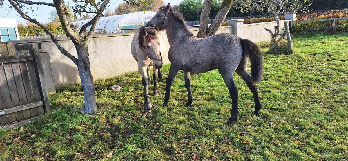 Connemara Pony Foal - Image 4