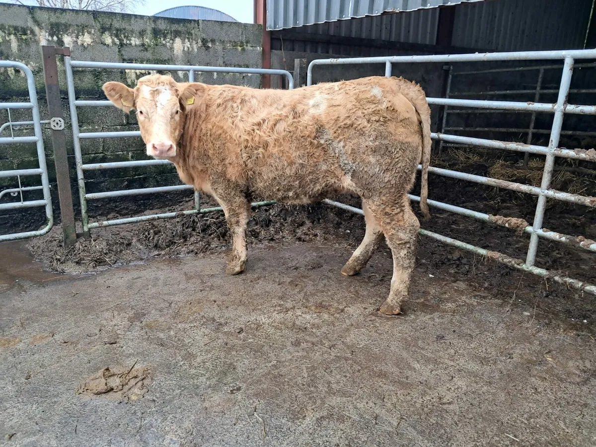 Smashing Charolais heifer - Image 1