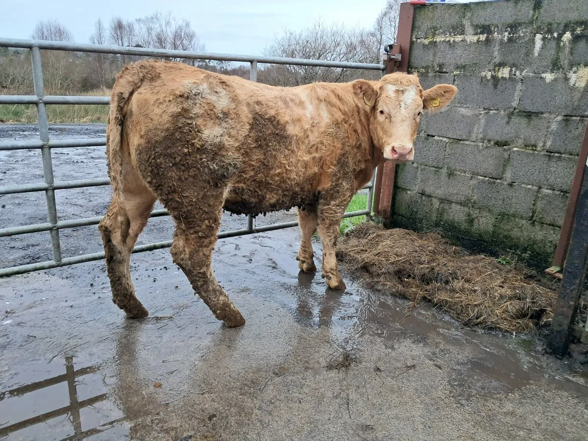 Smashing Charolais heifer - Image 2