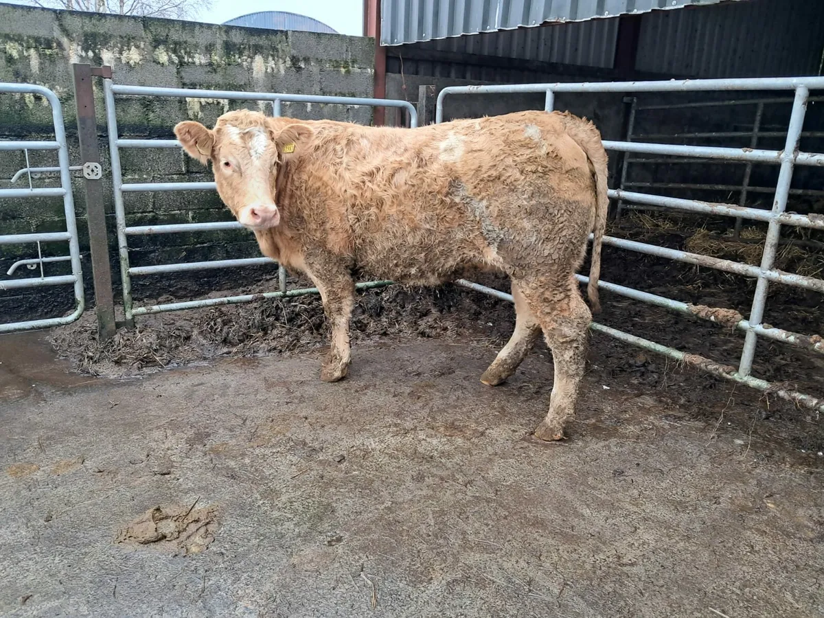 Smashing Charolais heifer - Image 3