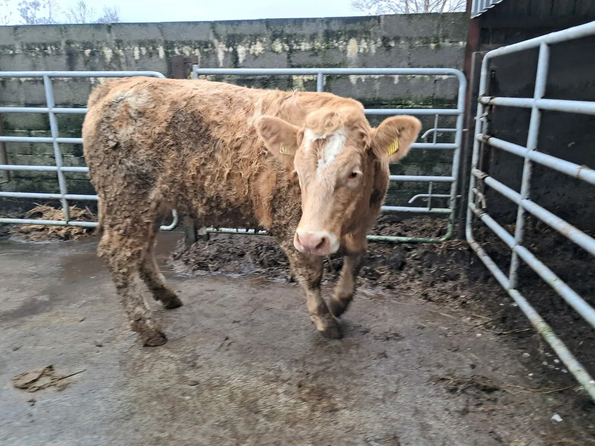 Smashing Charolais heifer - Image 4