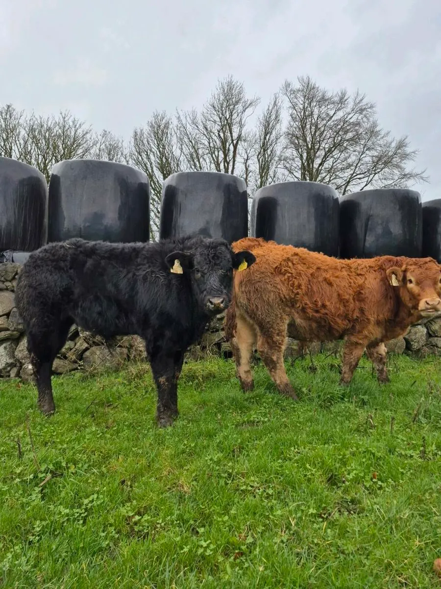 💥 AI Bull Weanlings 💥 - Image 1