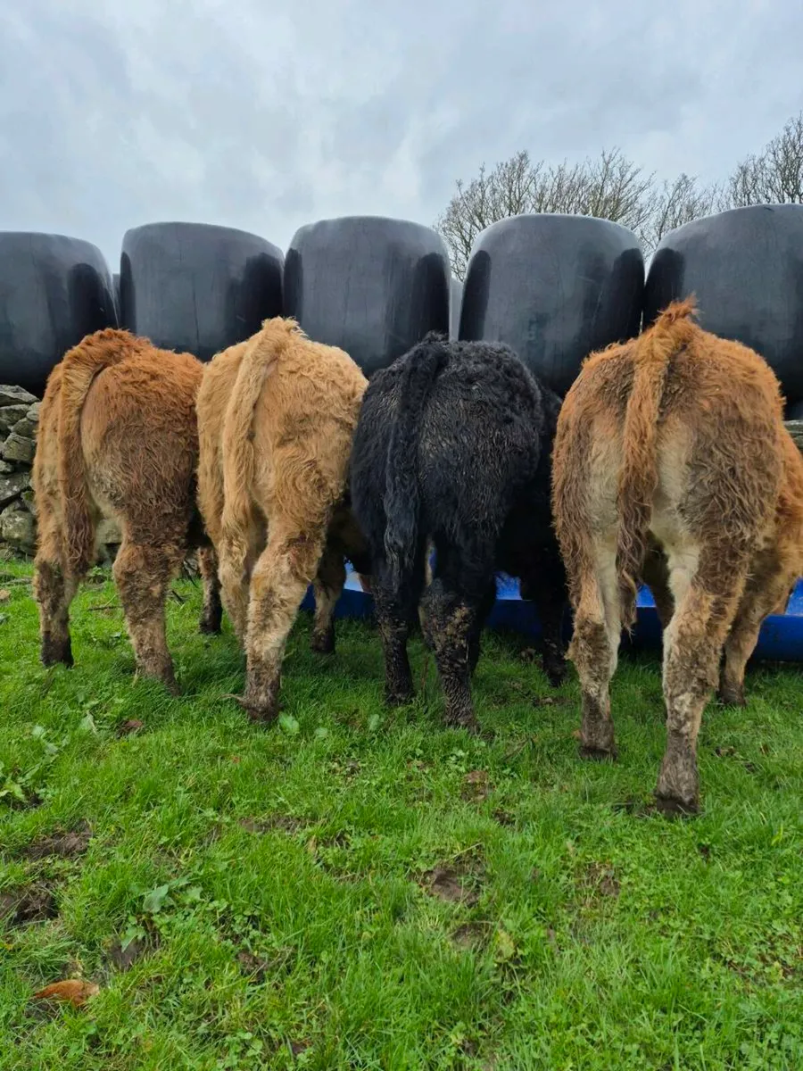 💥 AI Bull Weanlings 💥 - Image 2