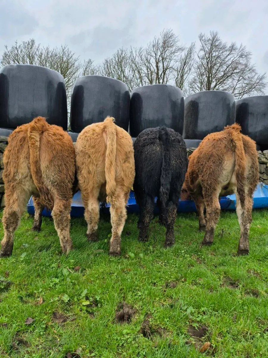 💥 AI Bull Weanlings 💥 - Image 3