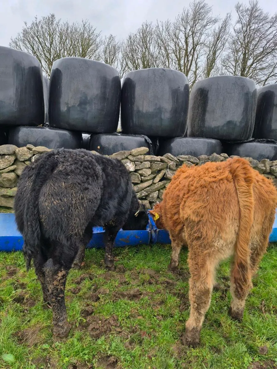 💥 AI Bull Weanlings 💥 - Image 4