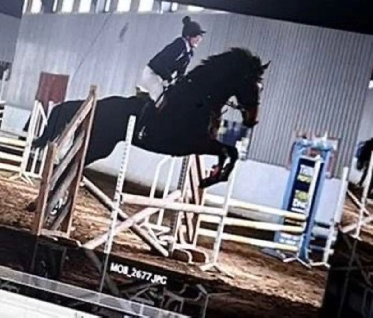 16.2 tb gelding - Image 2