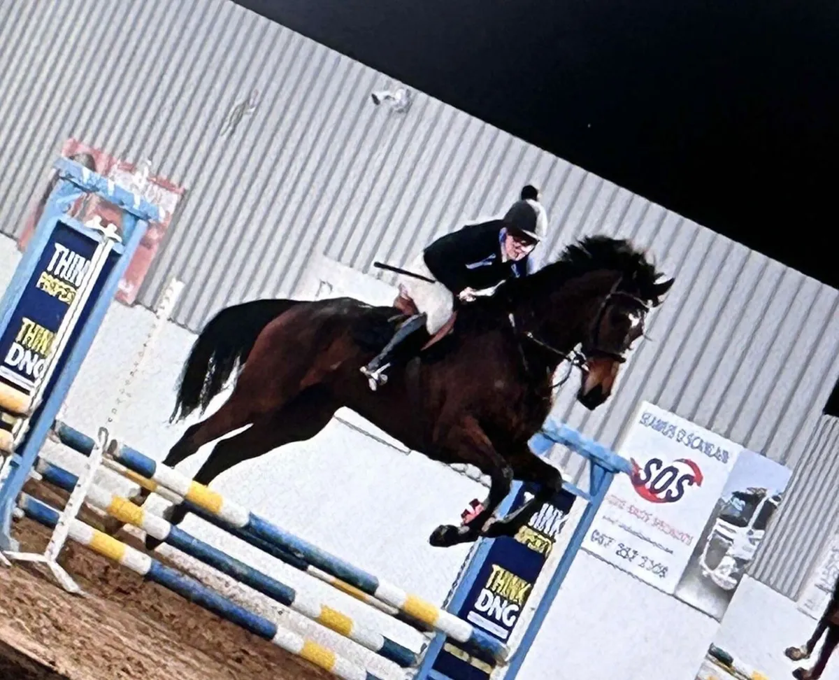 16.2 tb gelding - Image 3