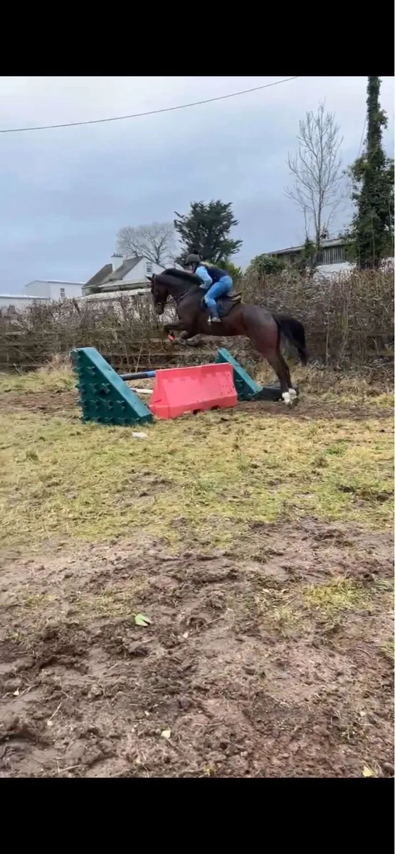 16.2 tb gelding - Image 1