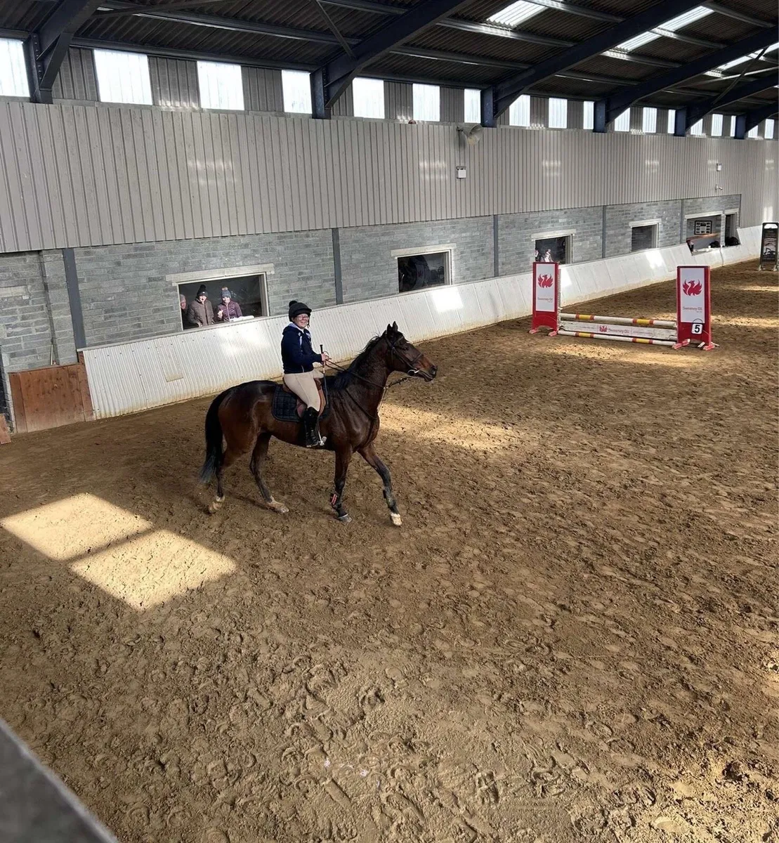 16.2 tb gelding - Image 4