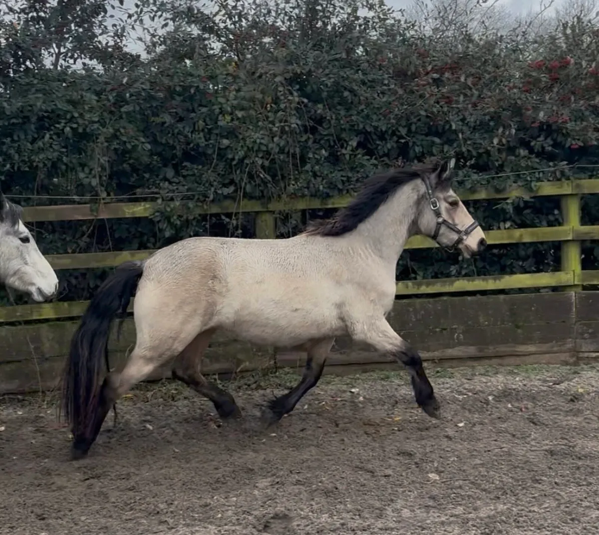 Beautiful 4yrs old 14.2hh Dun Connemara mare - Image 1