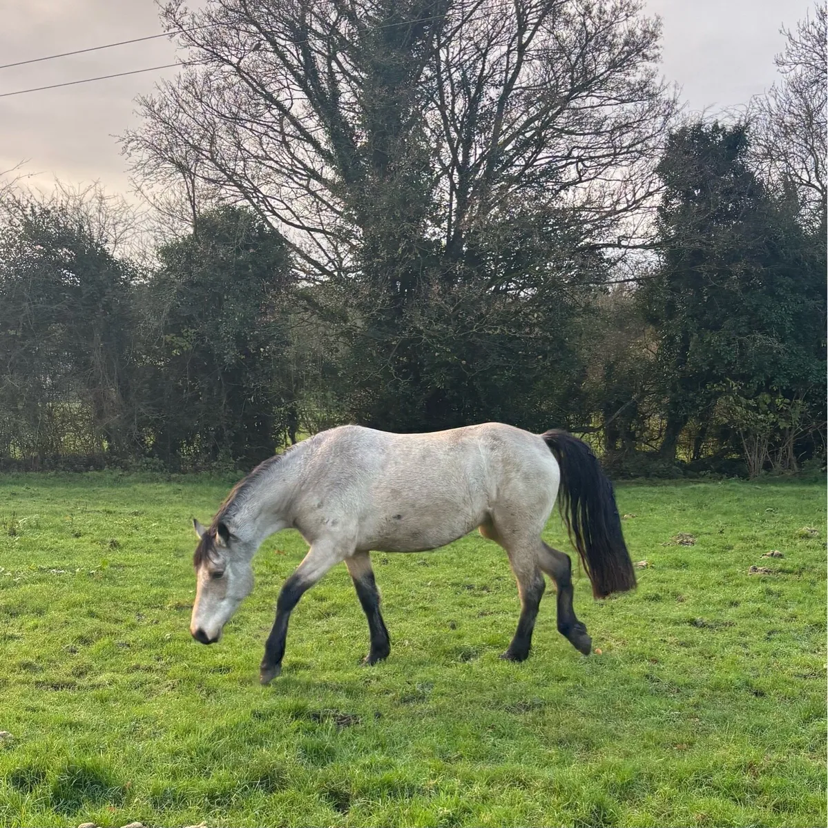 Beautiful 4yrs old 14.2hh Dun Connemara mare - Image 2