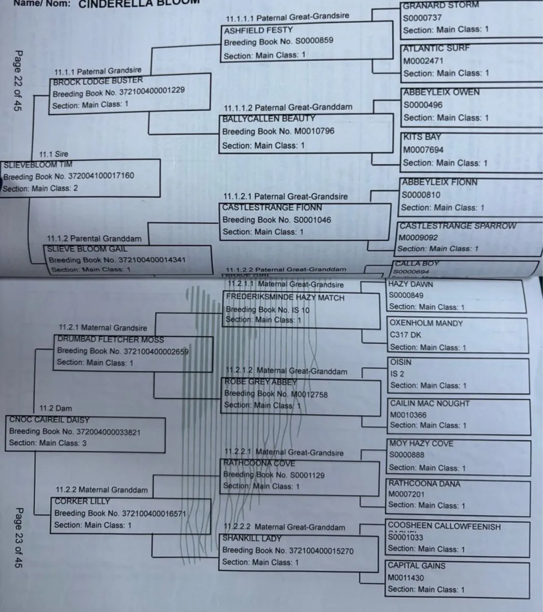 Beautiful 4yrs old 14.2hh Dun Connemara mare - Image 4