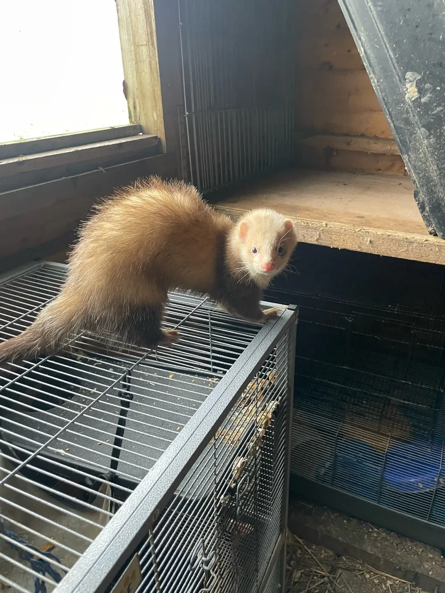 Ferrets - Image 1