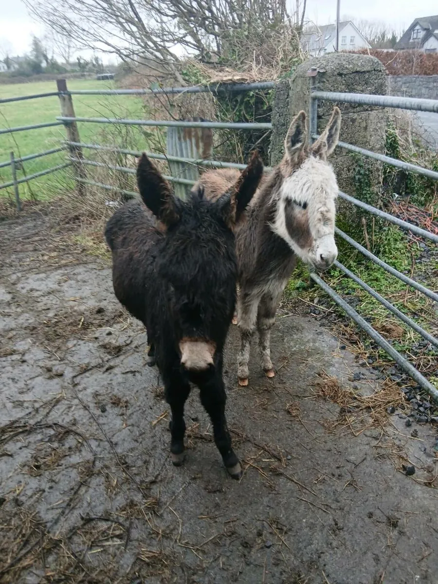 2 Female Donkey Foals - Image 1