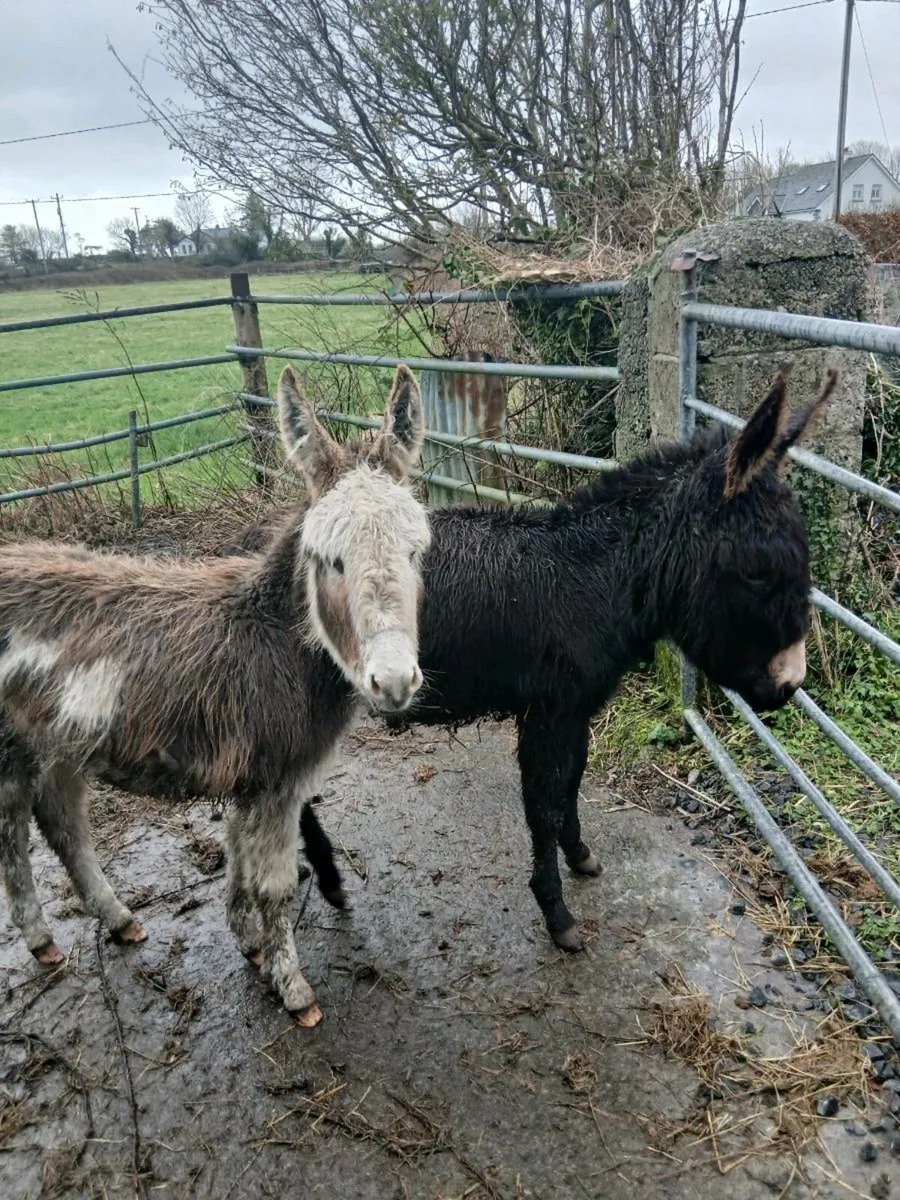 2 Female Donkey Foals - Image 2