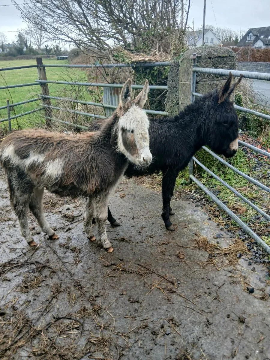 2 Female Donkey Foals - Image 3