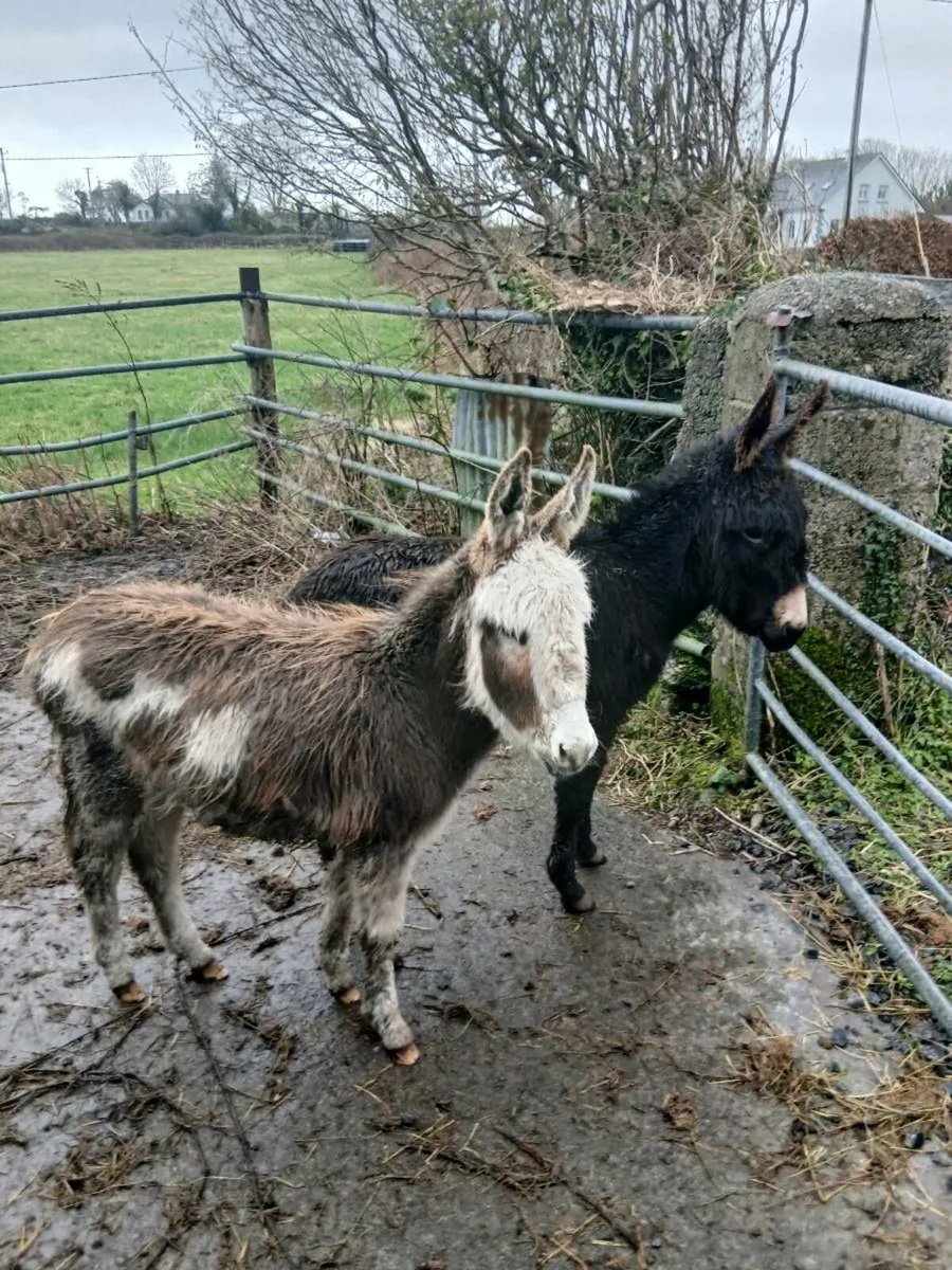 2 Female Donkey Foals - Image 4