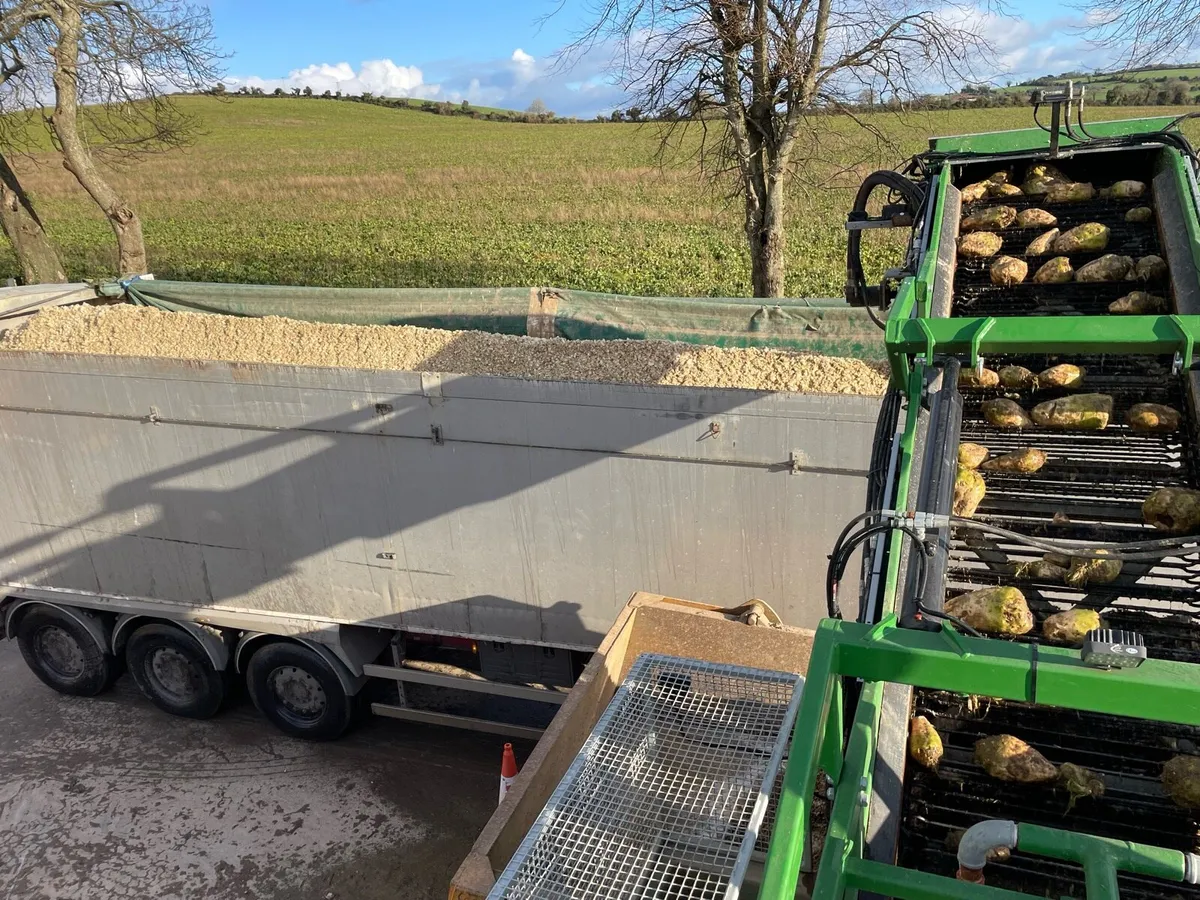 Fodder beet - Image 3