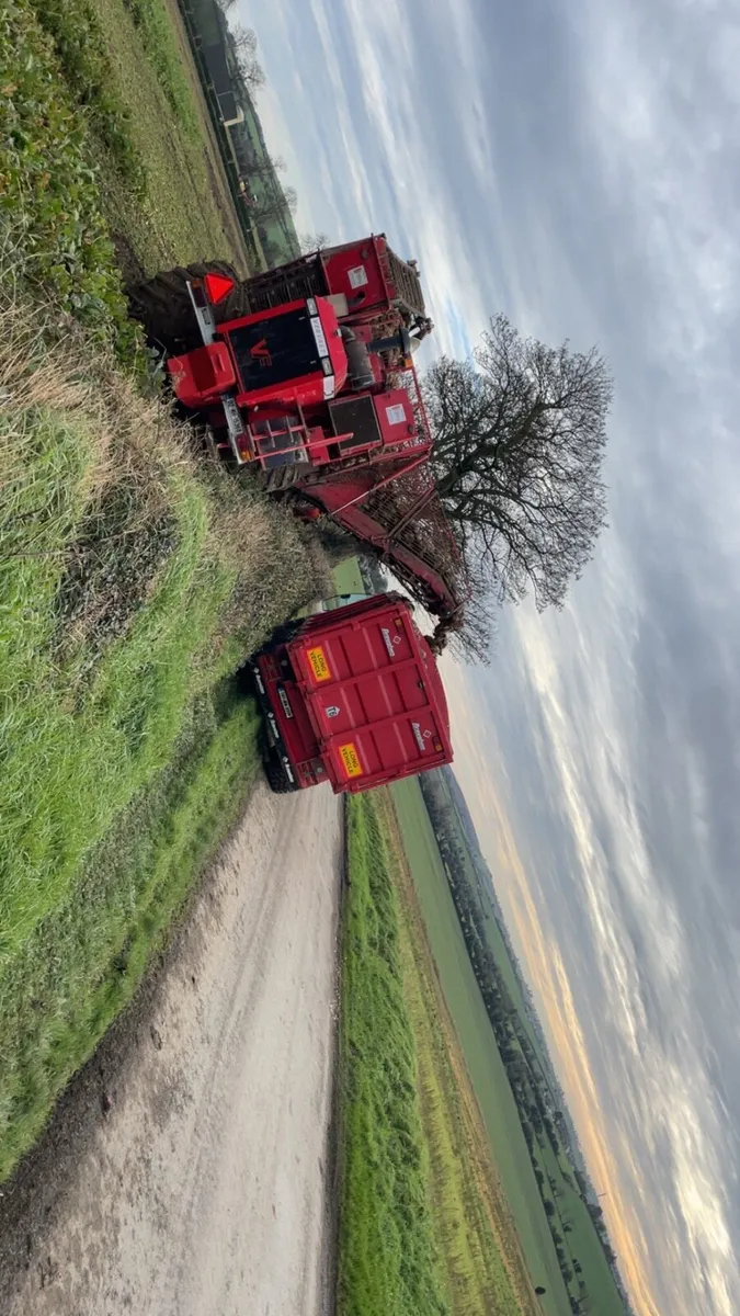 Fodder beet - Image 4