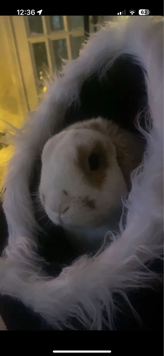 Pet rabbit - Image 4