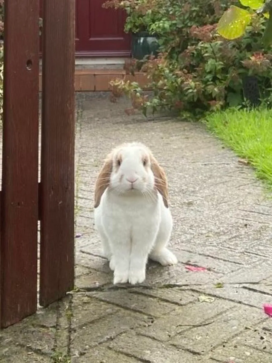 Pet rabbit - Image 1