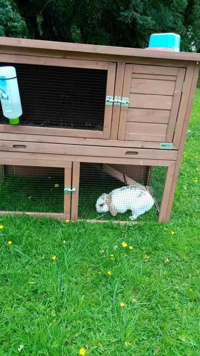 Pet rabbit - Image 2