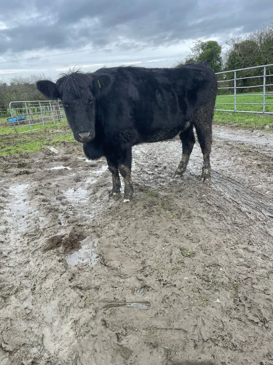 In calf heifers - Image 1