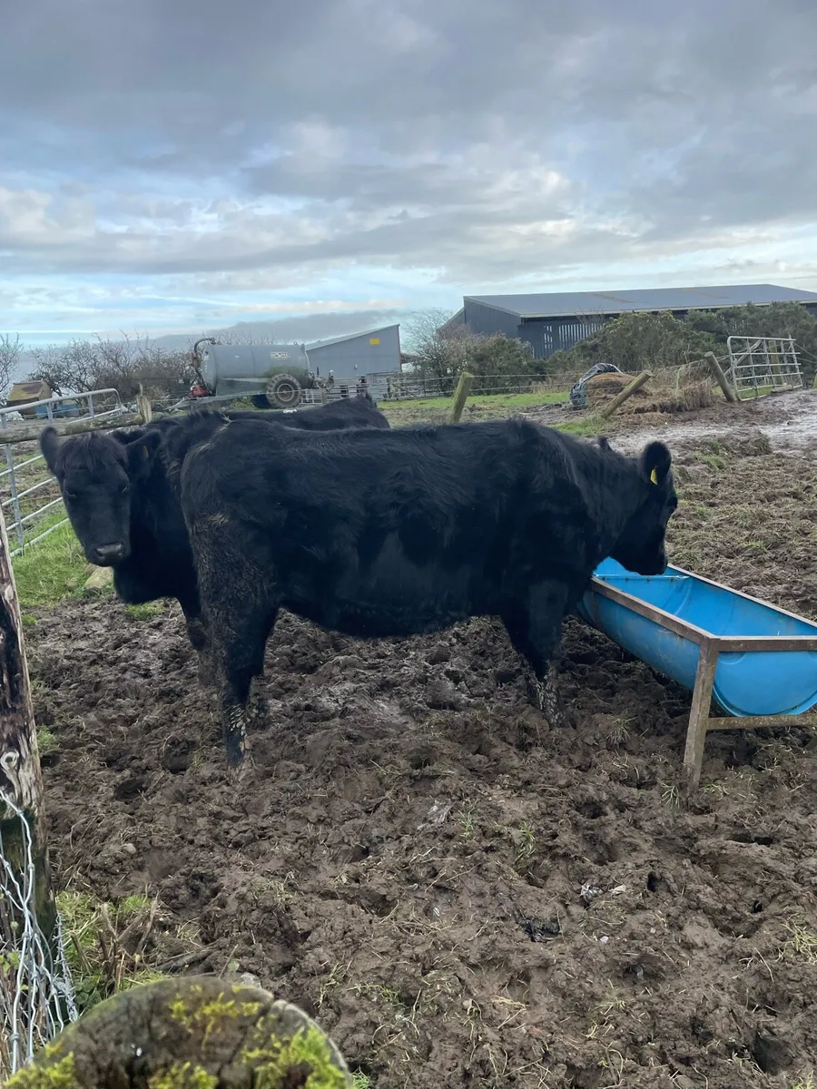 In calf heifers - Image 2