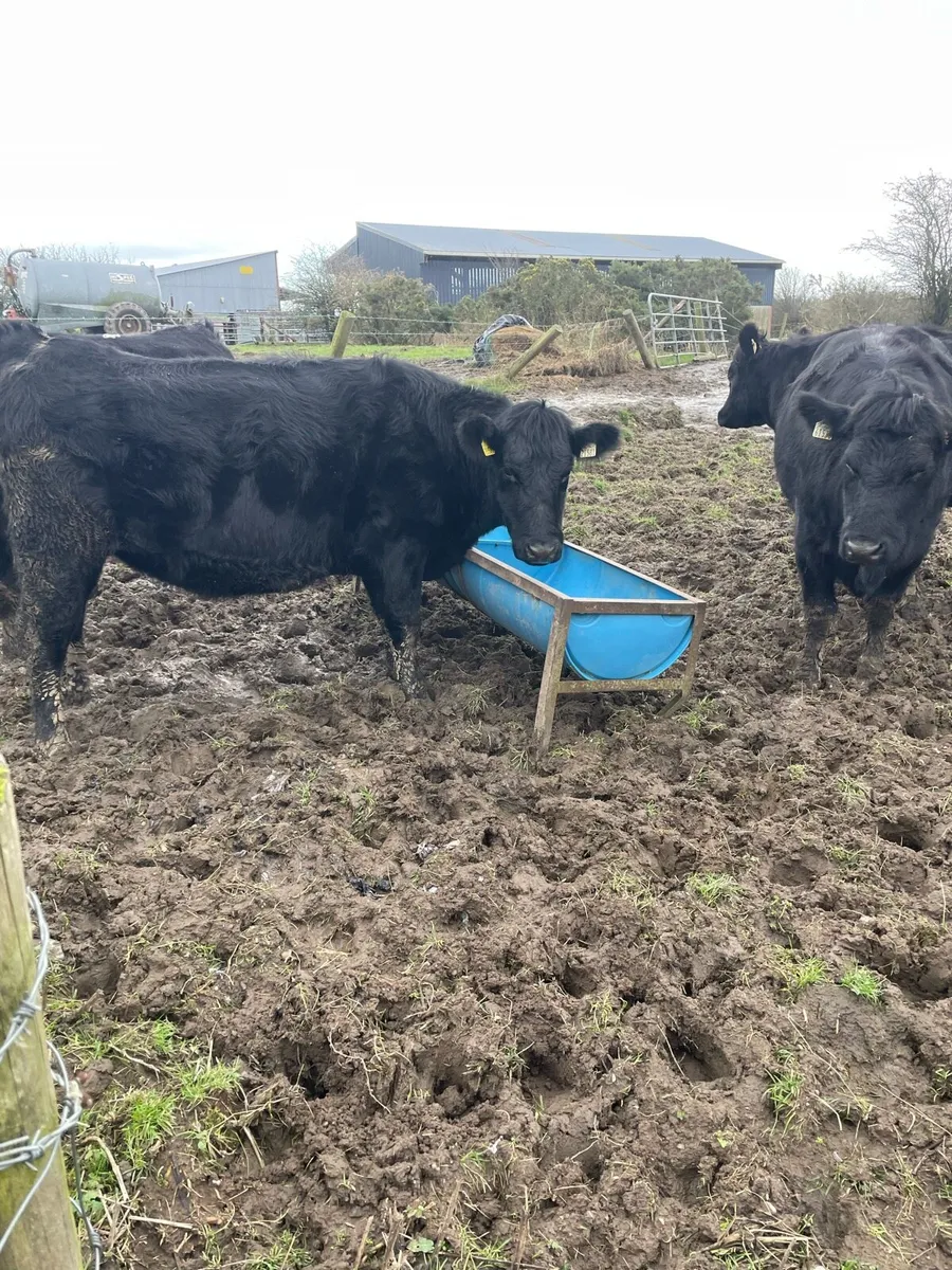 In calf heifers - Image 3