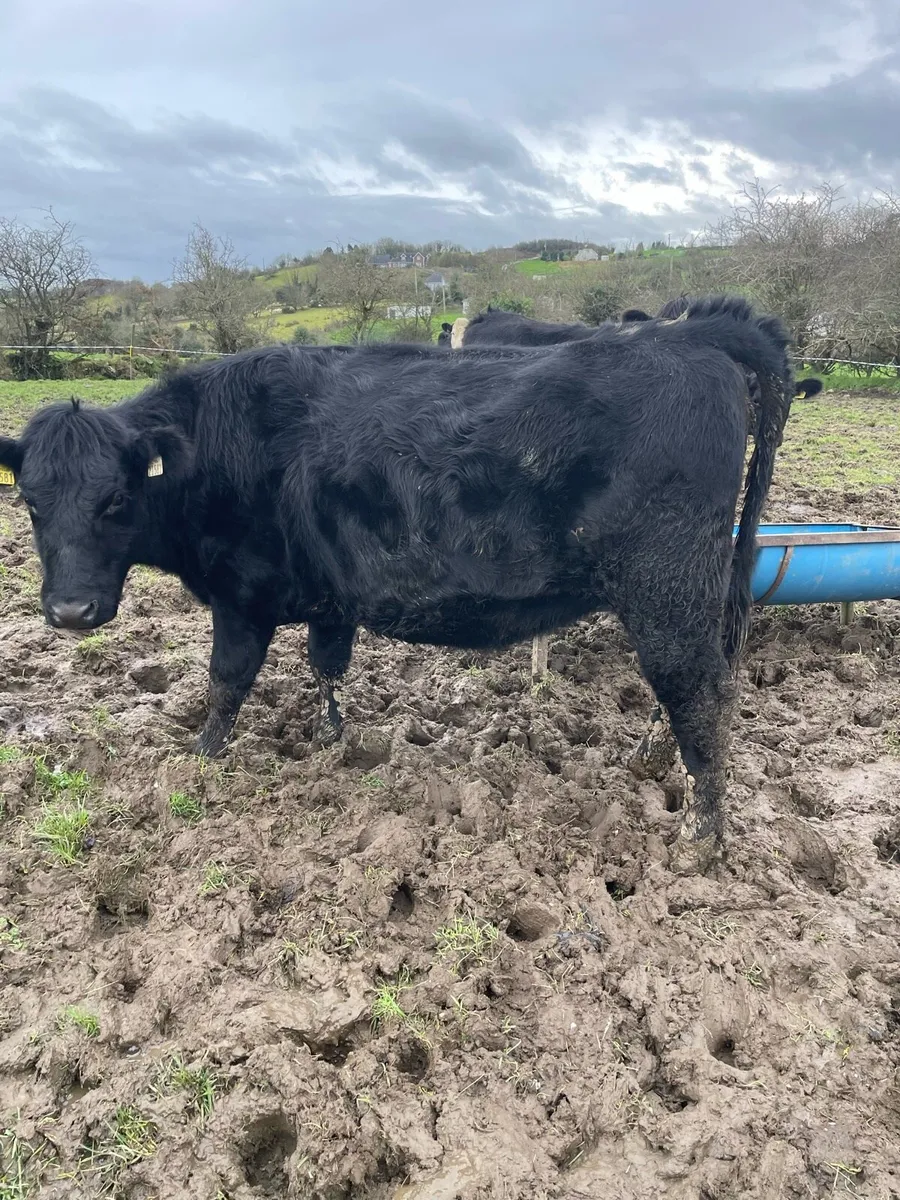 In calf heifers - Image 4