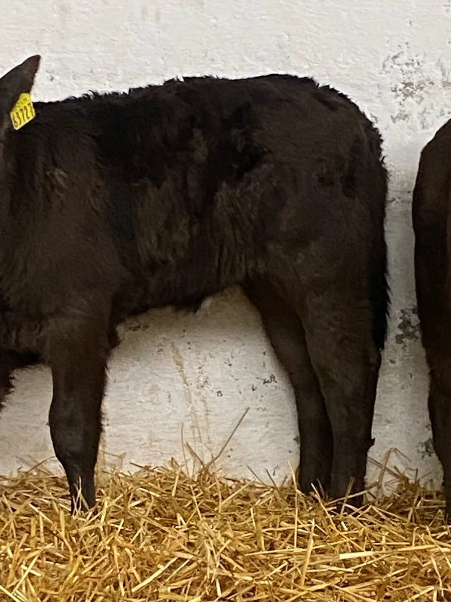 3 SUPER 5***LIM HEIFER CALVES - Image 2