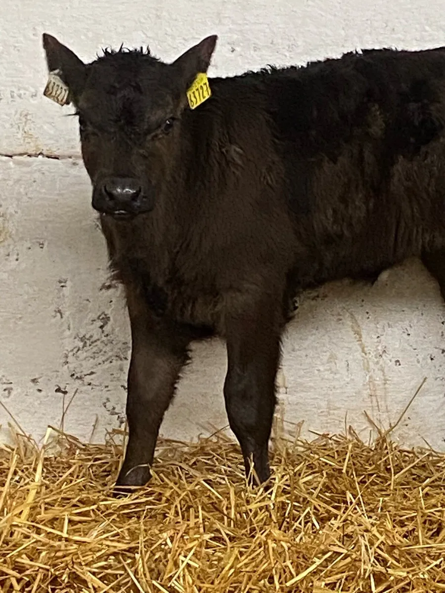 3 SUPER 5***LIM HEIFER CALVES - Image 1