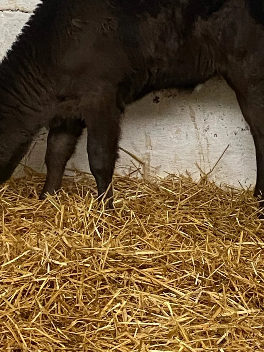 3 SUPER 5***LIM HEIFER CALVES - Image 3