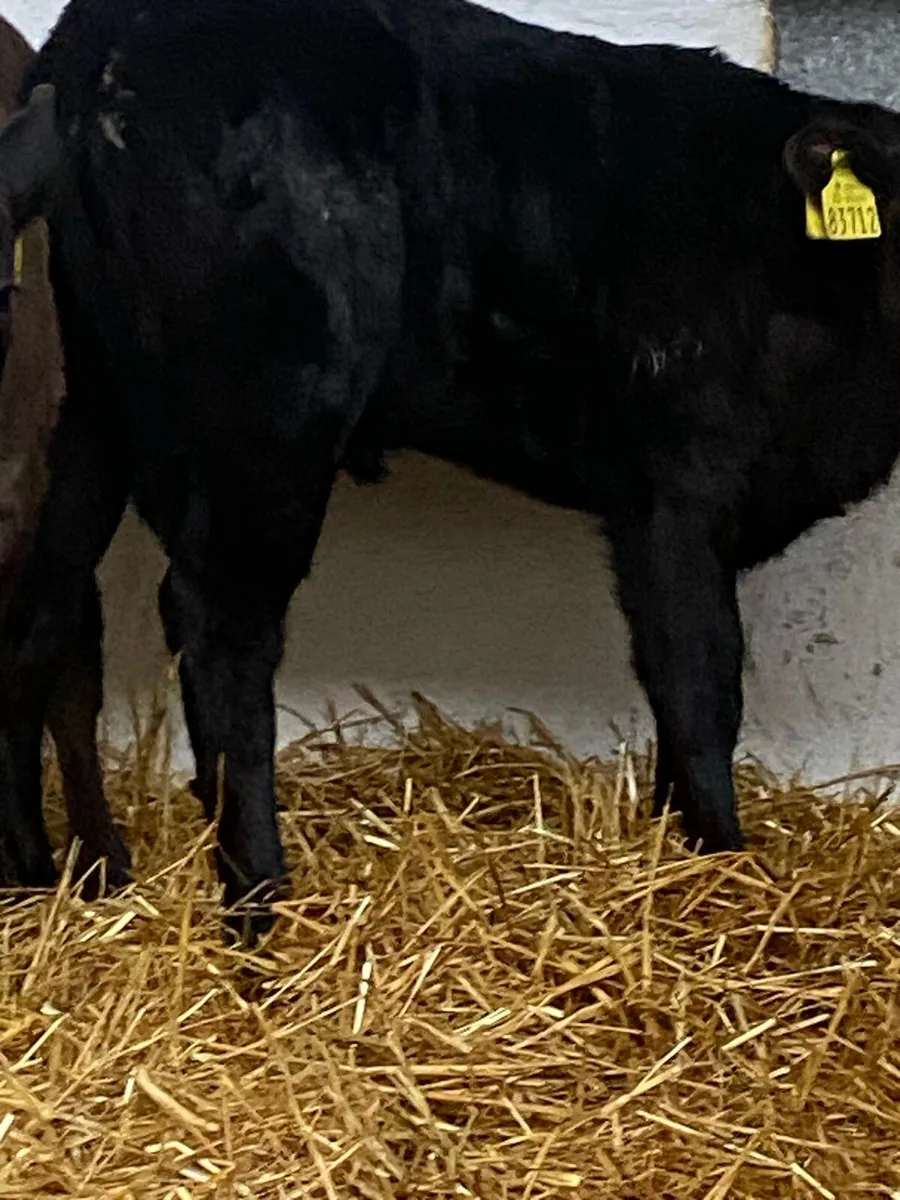 3 SUPER 5***LIM HEIFER CALVES - Image 4