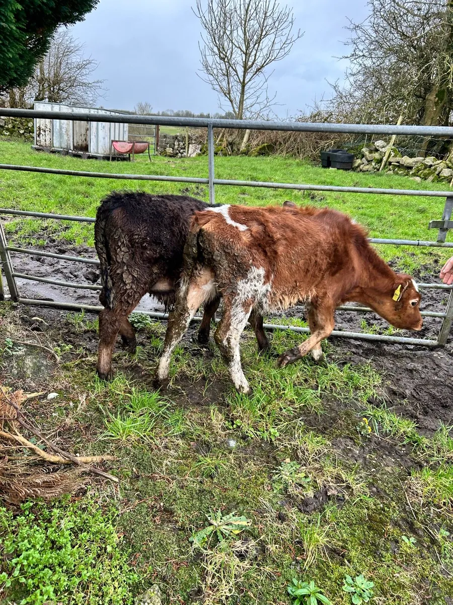Bull Calves - Image 1