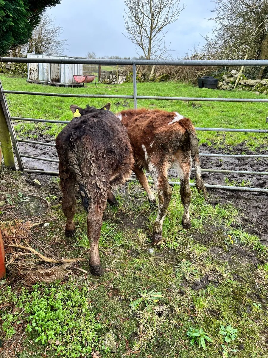 Bull Calves - Image 2