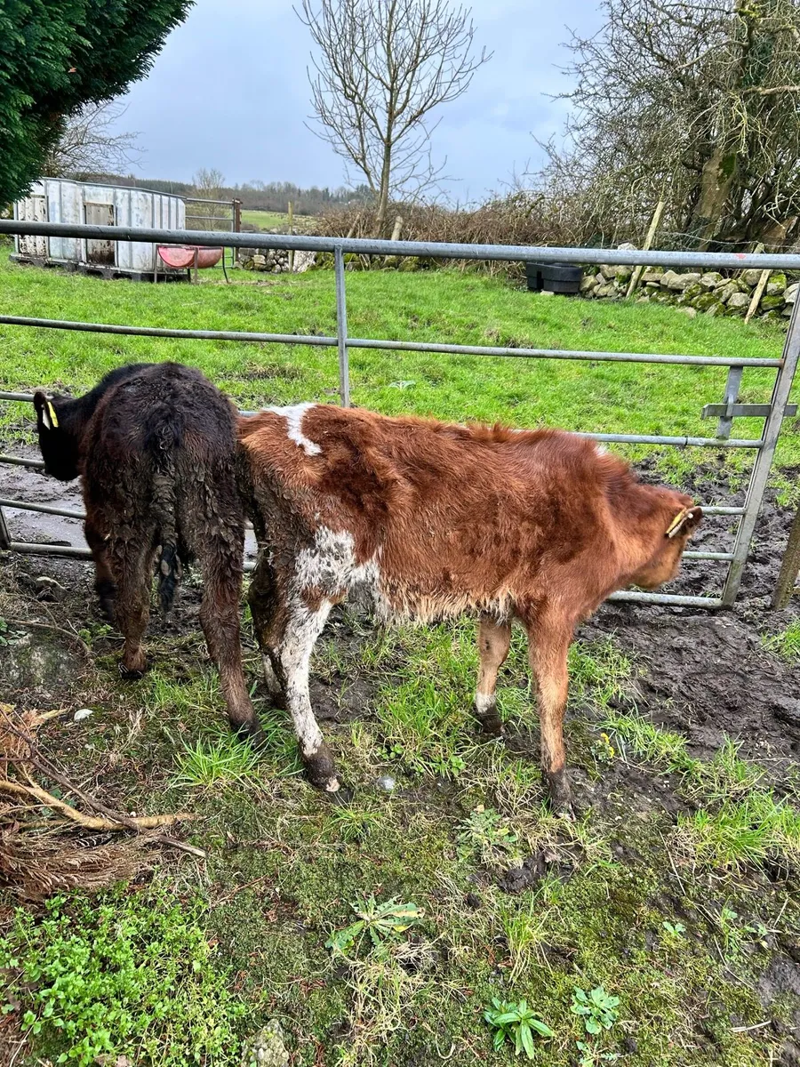 Bull Calves - Image 3