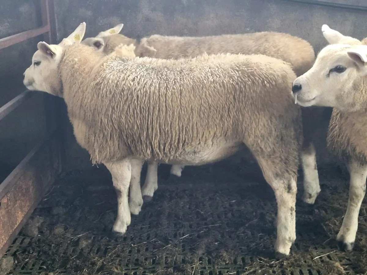 PURE BRED TEXEL EWE LAMBS. - Image 1