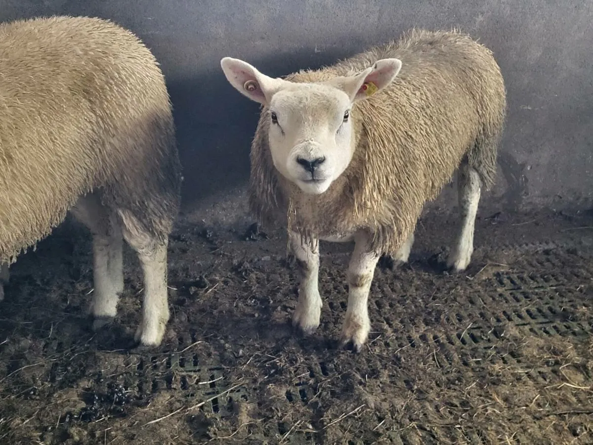 PURE BRED TEXEL EWE LAMBS. - Image 2