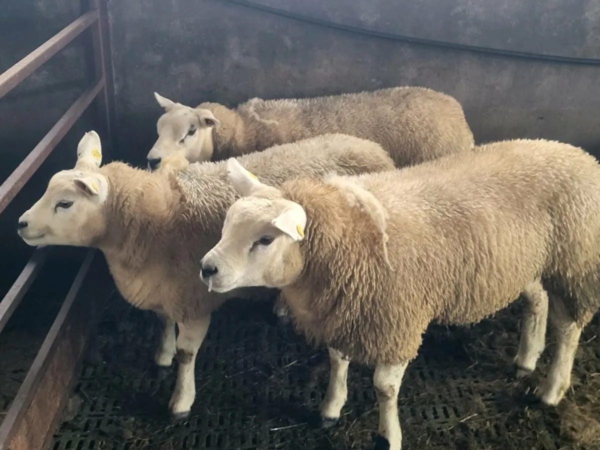PURE BRED TEXEL EWE LAMBS. - Image 3