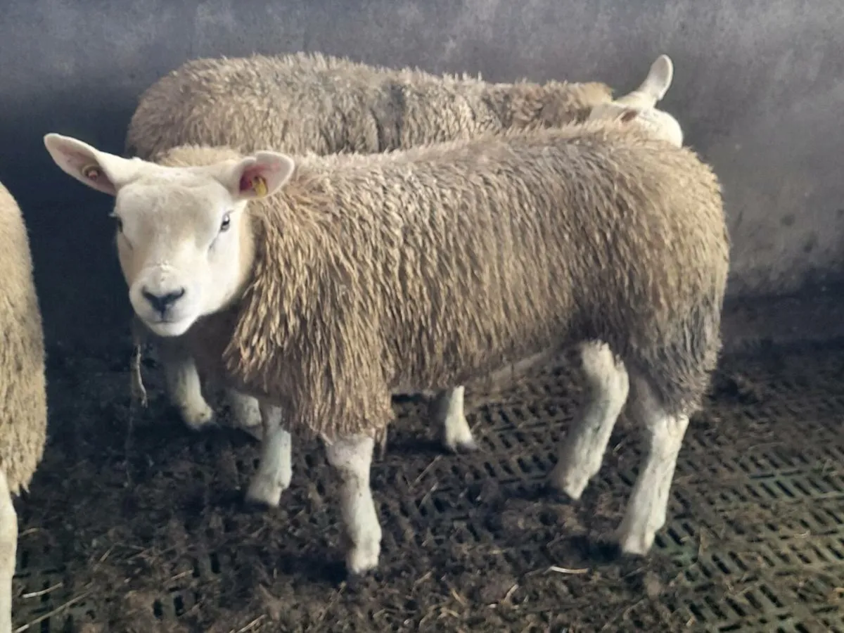 PURE BRED TEXEL EWE LAMBS. - Image 4