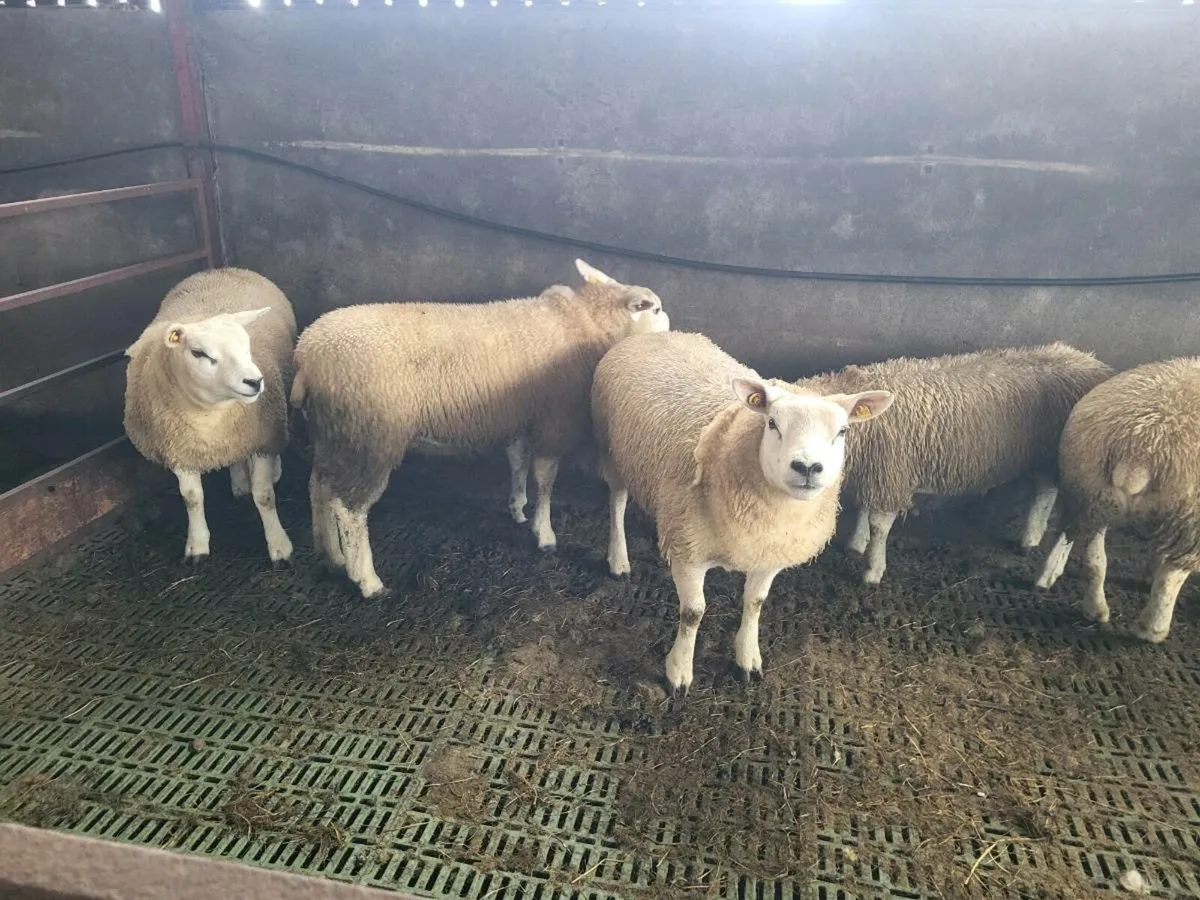 PURE BRED TEXEL EWE LAMBS. - Image 3