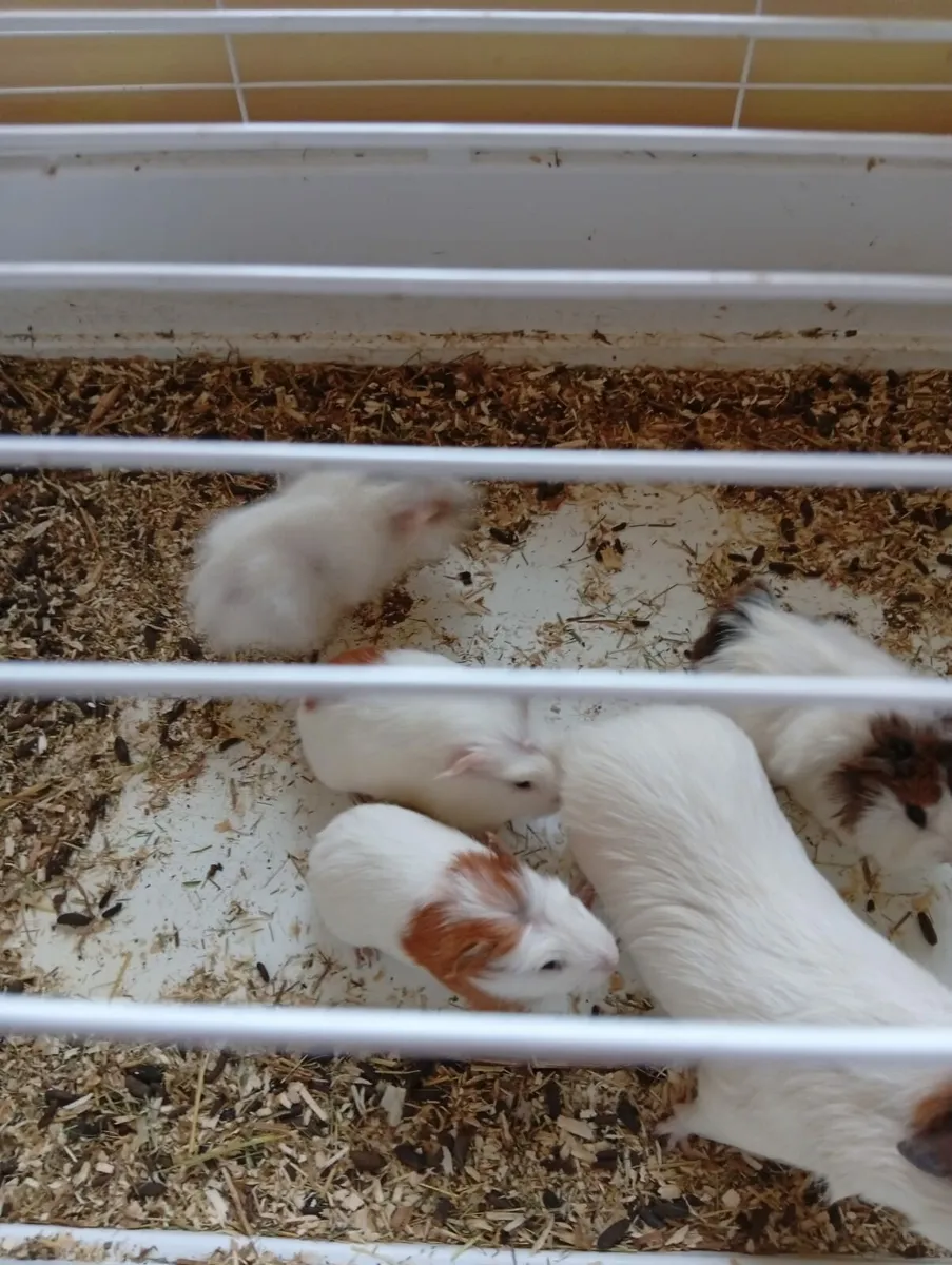 Guinea pigs babies