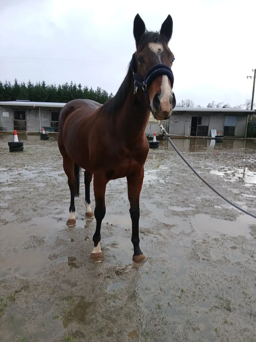 Thoroughbred Filly - Image 1