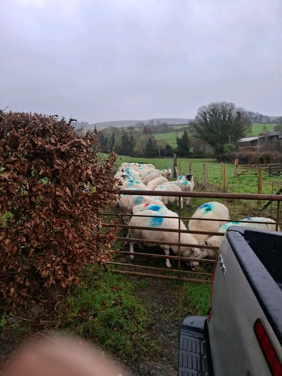 Ewes Scanned - Image 3